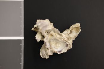 Media type: image;   Malacology 177144 Description: Preserved specimen.;